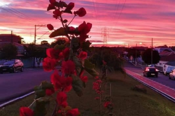 Foto - #DescubraConchas